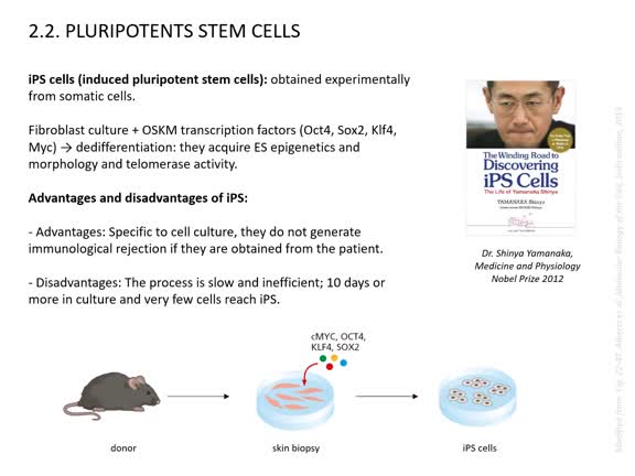 stem_cells_loc