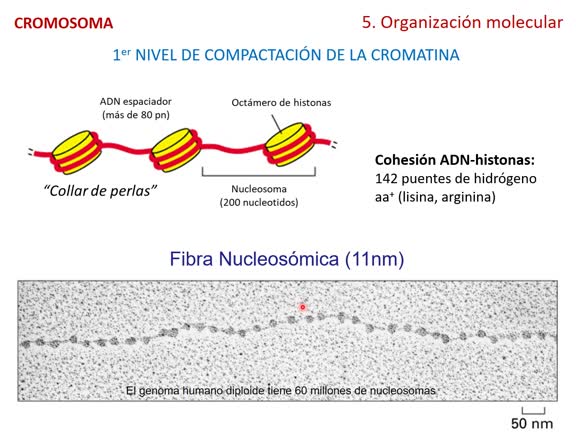 Tema Cromosoma Locución 24-25